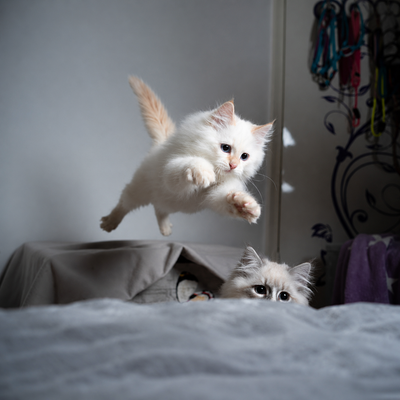 CAT GUIDE V.2